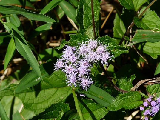 {Conoclinium coelestinum}